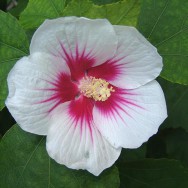 hibiscus_syriacus_rose_of_sharon_flower_22-09-05_1