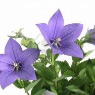 Campanula_carpatica