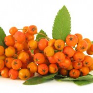 Rowan Sorbus aucuparia ripe fruits