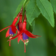 Fuchsia_Magellanica