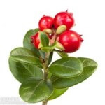 Cowberry (Vaccinium vitis-idaea) - Peak District