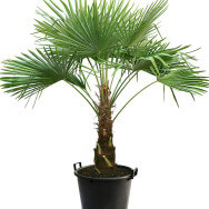 trachycarpus-fortunei-naini-tal-4